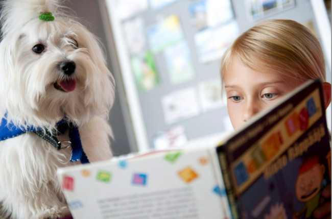 В библиотеках детей будут ждать собаки-слушатели