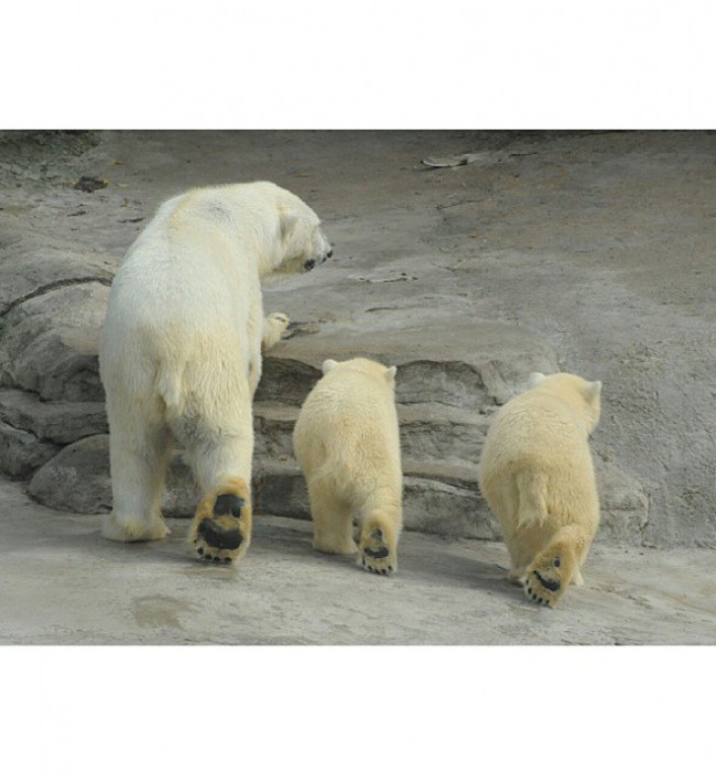 В московском зоопарке пройдет акция «Мы скучаем без вас зимой»