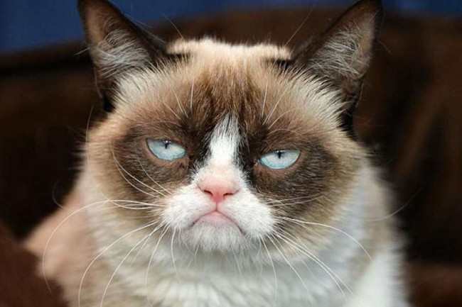 Фигура Grumpy Cat появится в музее Мадам Тюссо