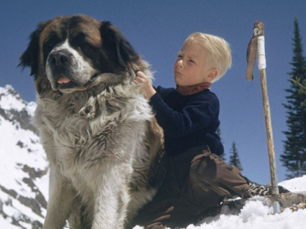 Flashback: мальчик и его сенбернар, 1947