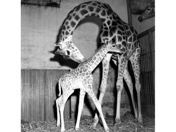 Фото дня: малышка жираф Елена с мамой, 1945