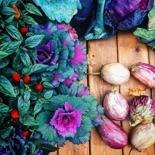 «Аптекарский огород» приглашает на выставку урожая «Встречаем осень»