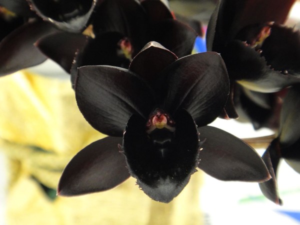 В «Аптекарском огороде» расцвела самая черная орхидея в мире